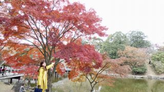 奈良公園　浮見堂　紅葉